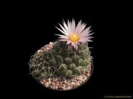 Coryphantha mainz-tablasensis 2386
